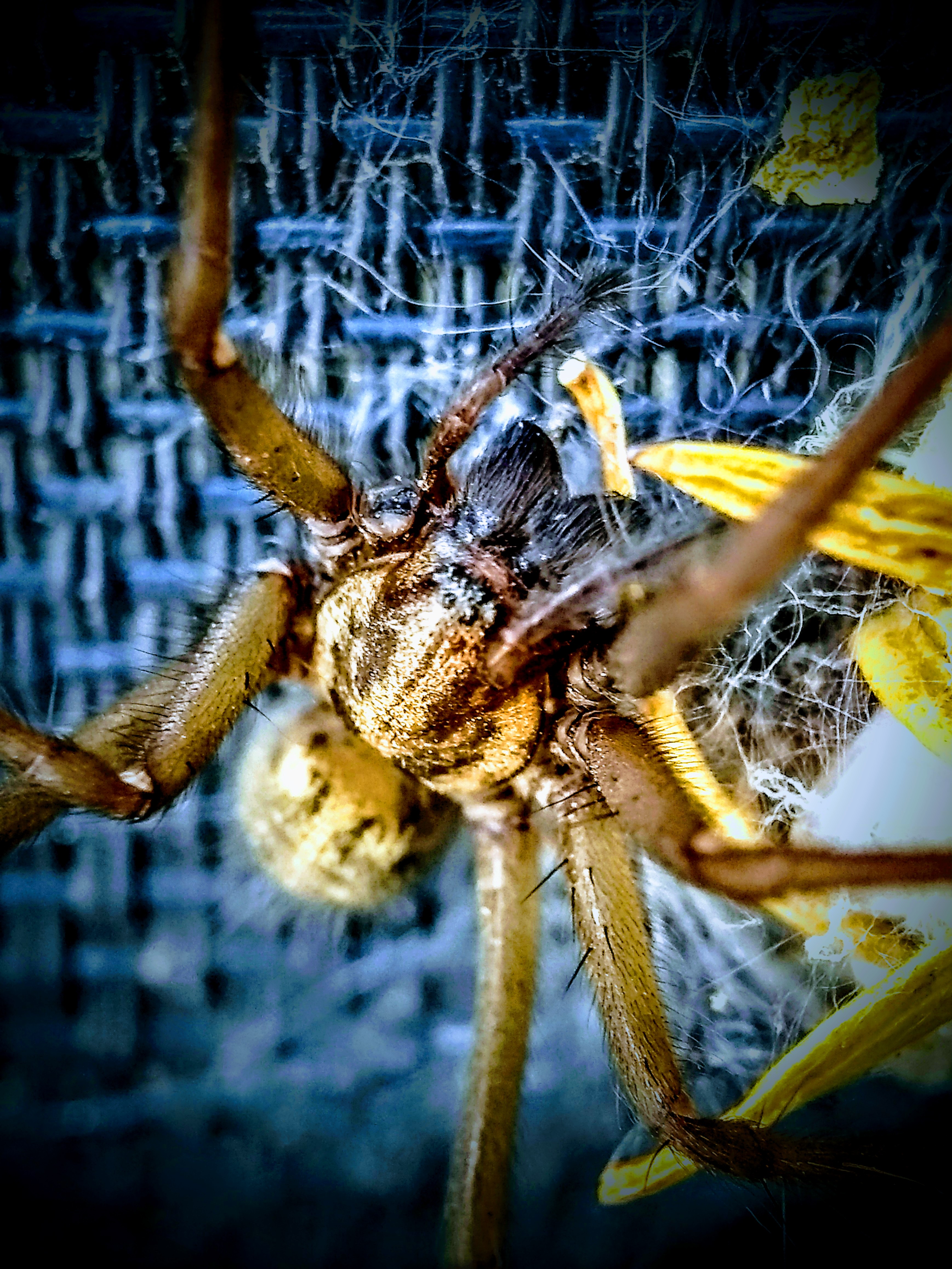 large house spider - macro phone pic